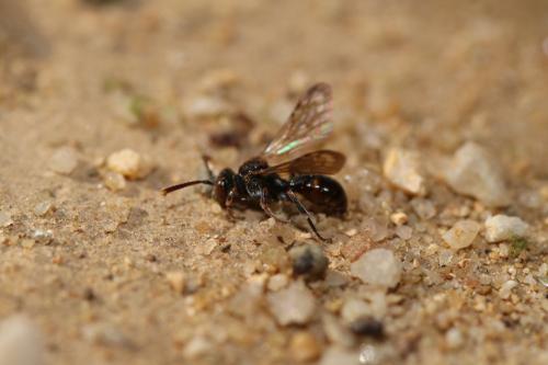 Nomada distinguenda